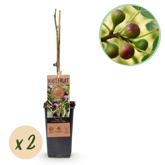 Fruit plant - Fig tree - Ficus caria Little mis Figgy - Red Fruit - 2 plants - Pot 15cm Height 50cm