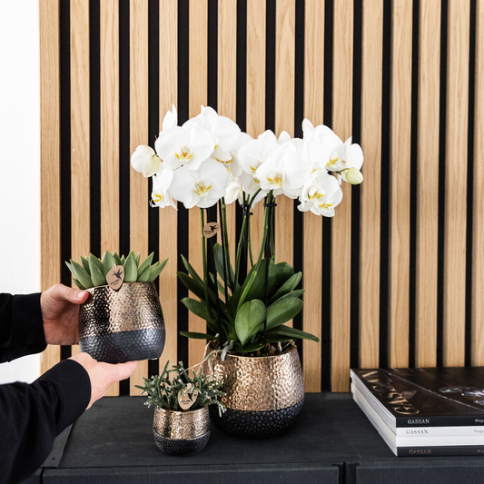 Kolibri Orchids I COMBI DEAL of 2 white Phalaenopsis orchids - pot size Ø12cm | flowering houseplant - fresh from the grower