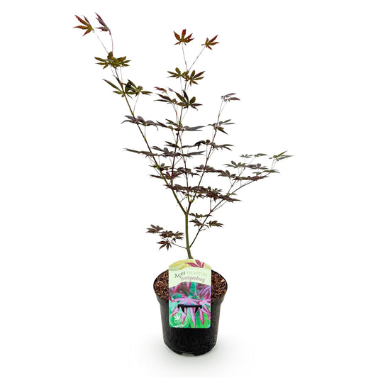Green boutiQ - Terrace plant - Japanese Maple - Acer palmatum Trompenburg - Dark Purple - 1 Plant - Deciduous - Pot 19cm Height 70cm