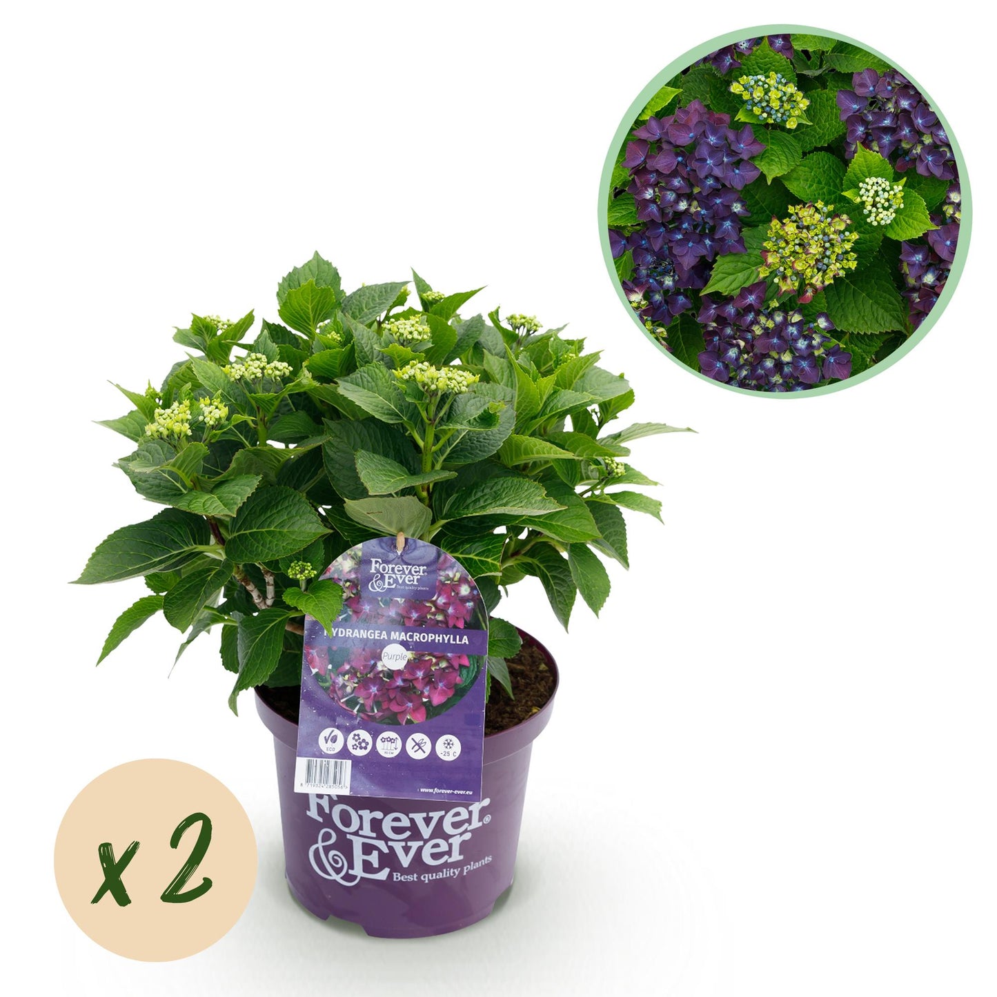 Green boutiQ - Terrace plant - Hydrangea - Hydrangea Forever &amp; Ever - Purple - 7-12 Flowers - 2 Plants - Pot 23cm Height 55cm