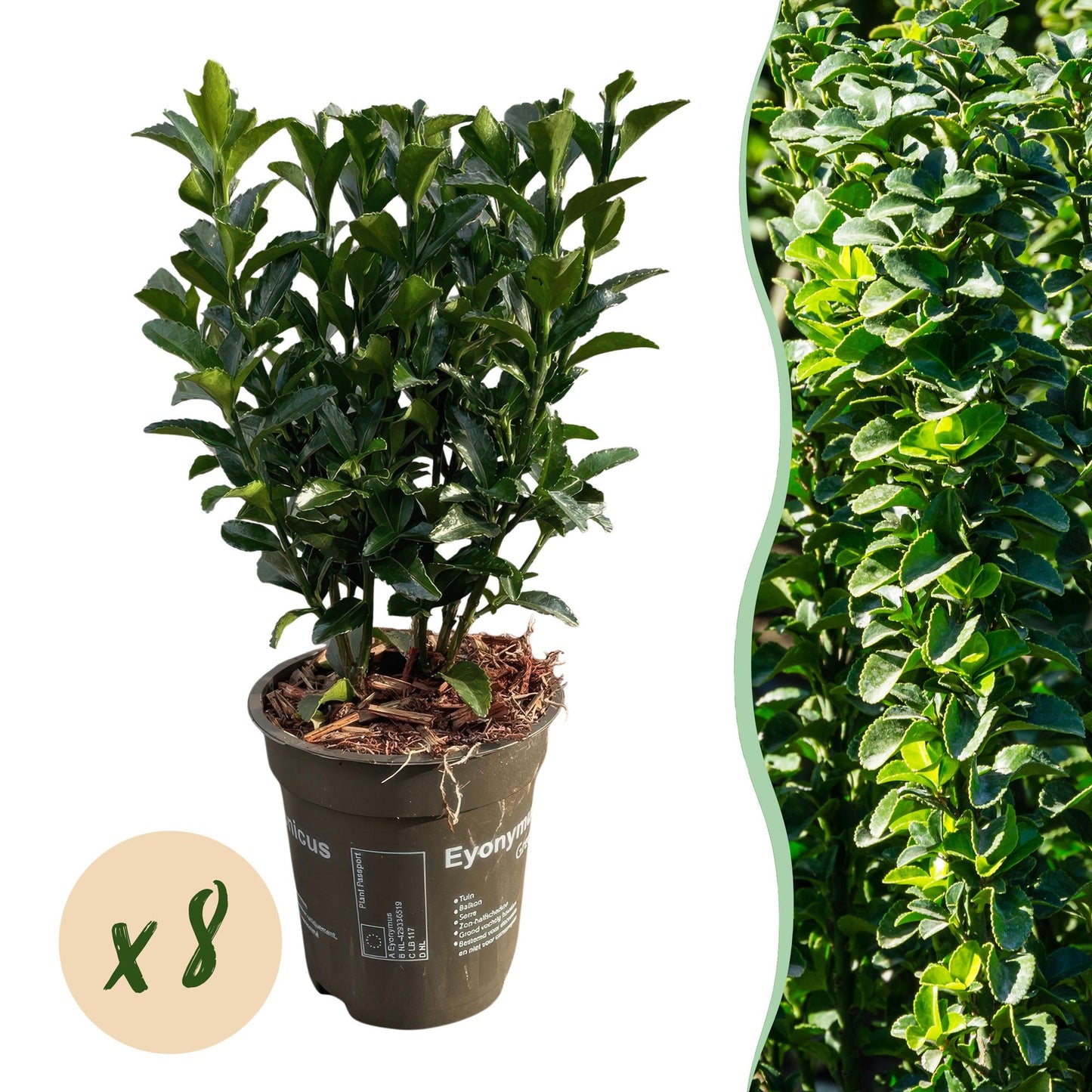 Hedge plants - Euonymus japonica Green Spire - leaf green - 8 plants - 1 linear meter - evergreen - pot 9cm height 20-25cm