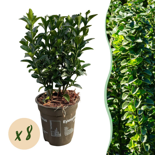 Hedge plants - Euonymus japonica Green Spire - leaf green - 8 plants - 1 linear meter - evergreen - pot 9cm height 20-25cm