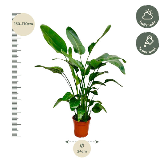 Strelitzia Nicolai - 140 - 150cm - Ø24