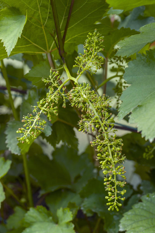 Vitis vinifera 'Johanniter' - White Grape - Ø13cm - ↕45cm