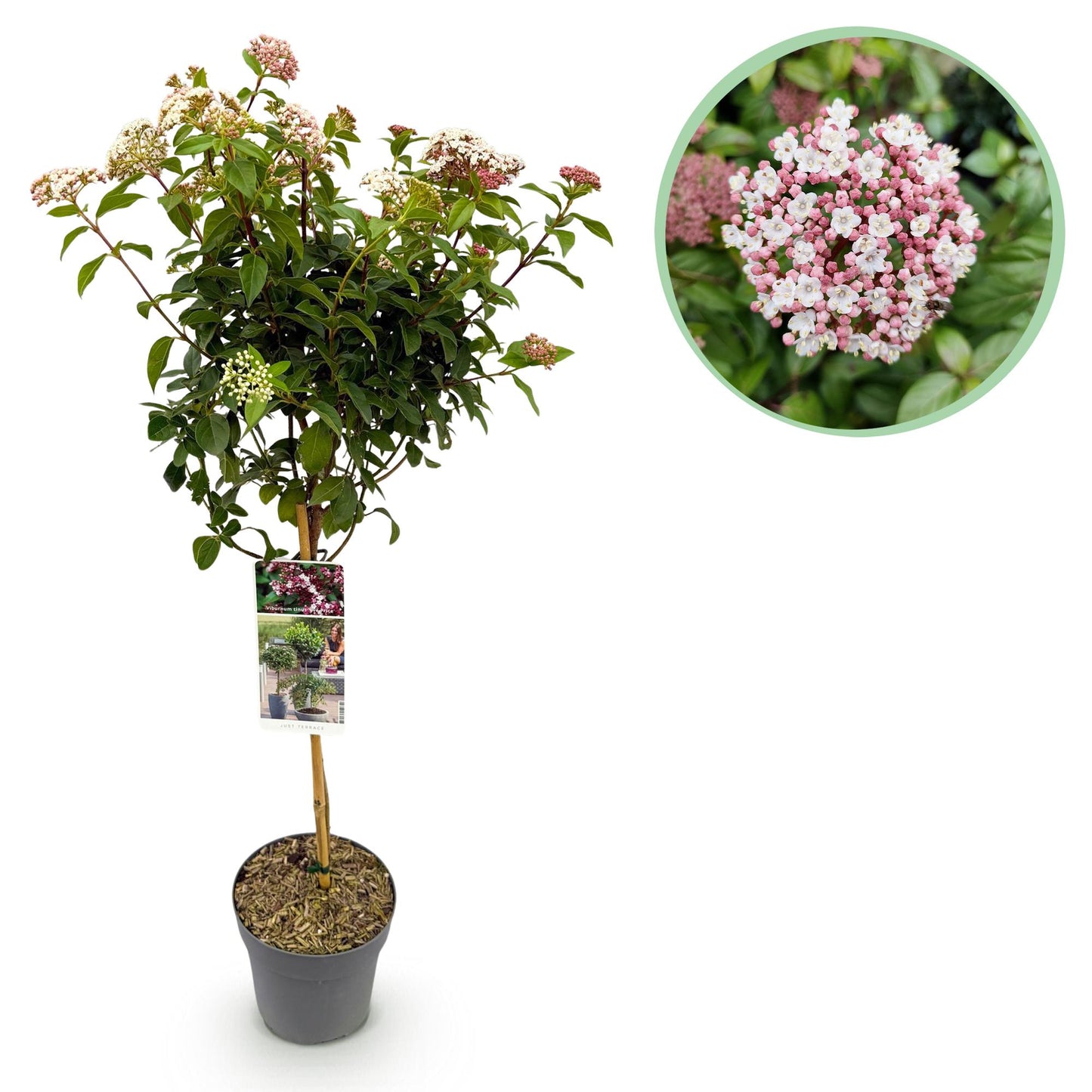 Green boutiQ - Plant op Stam - Viburnum tinus Eve Price - Terras Plant - Bladhoudend - Winterhard - Wit-Roze Bloem - Pot 19cm Hoogte 90cm