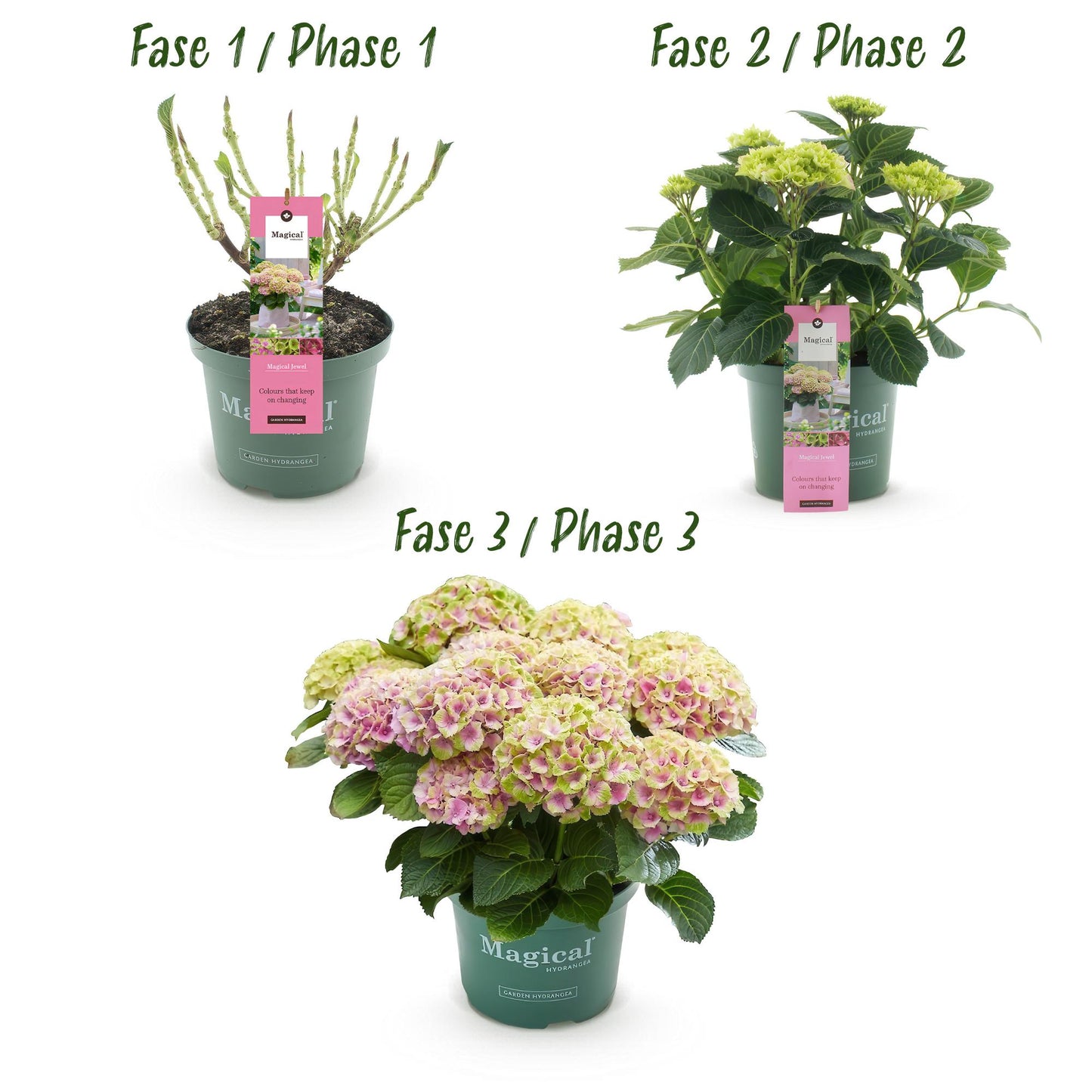 Green boutiQ - Terrace plant - Hydrangea - Hydrangea Magical Jewel Pink - Pink - 6-10 Flowers - Pot 23cm Height 55cm