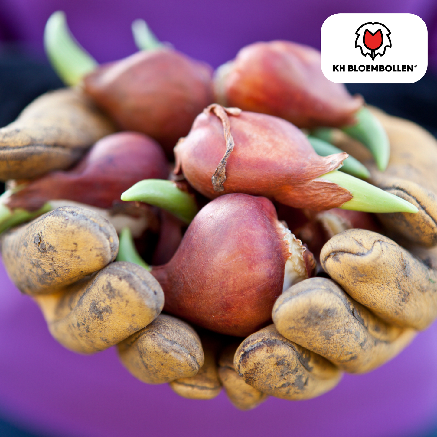 Tulip Bulbs Dafeng – 20 Pieces