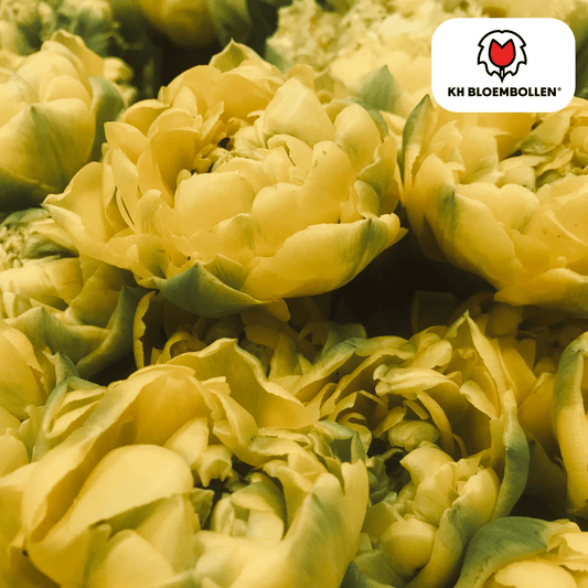 Avantgarde-Tulpenzwiebeln – 20 Stück