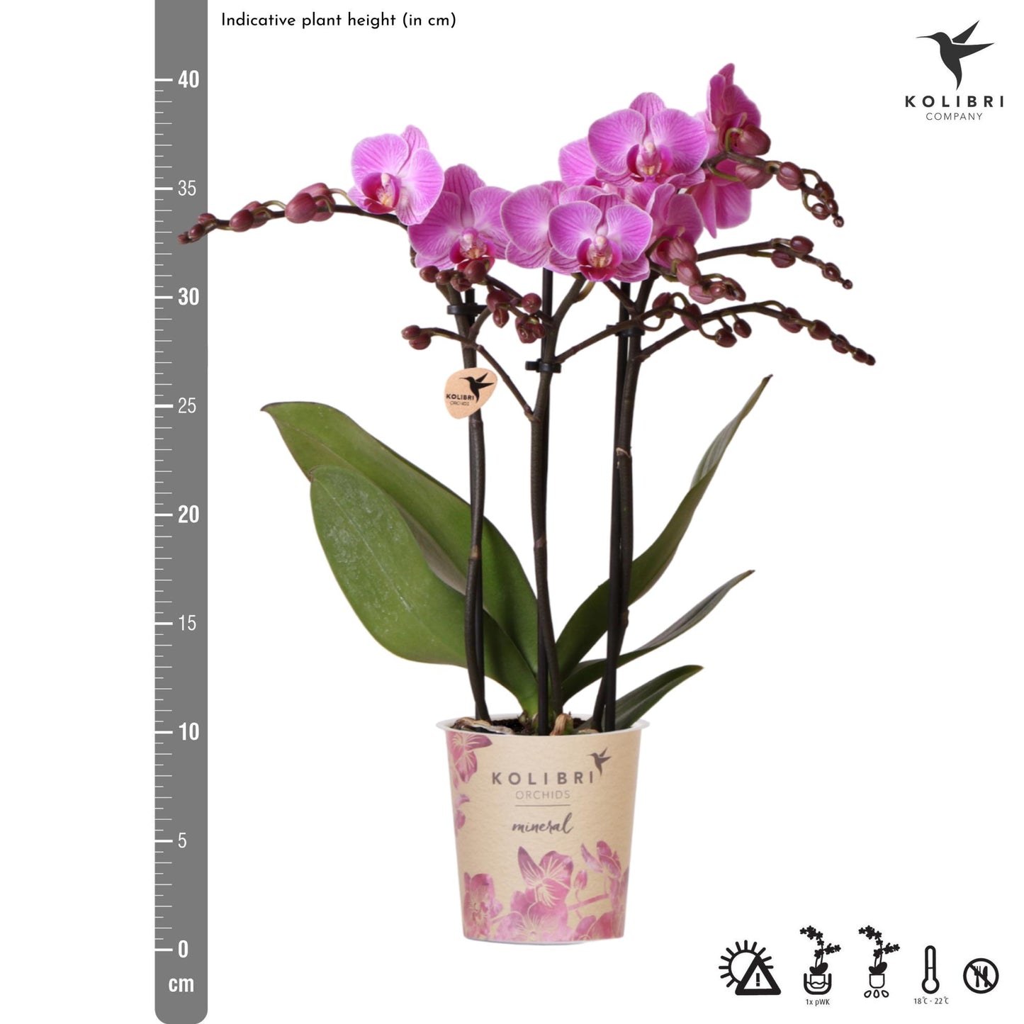 Paars/roze Phalaenopsis orchidee potmaat Ø9cm |  Vienna