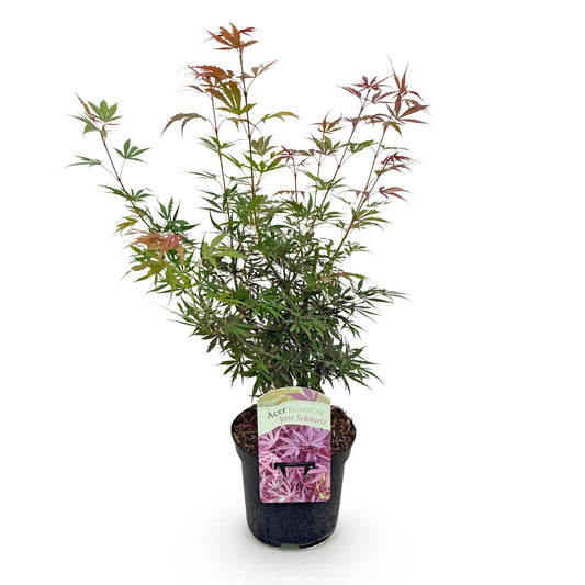 Green boutiQ - Terrace plant - Japanese Maple - Acer palmatum Jerre Swarts - Dark Red - 1 Plant - Deciduous - Pot 19cm Height 70cm