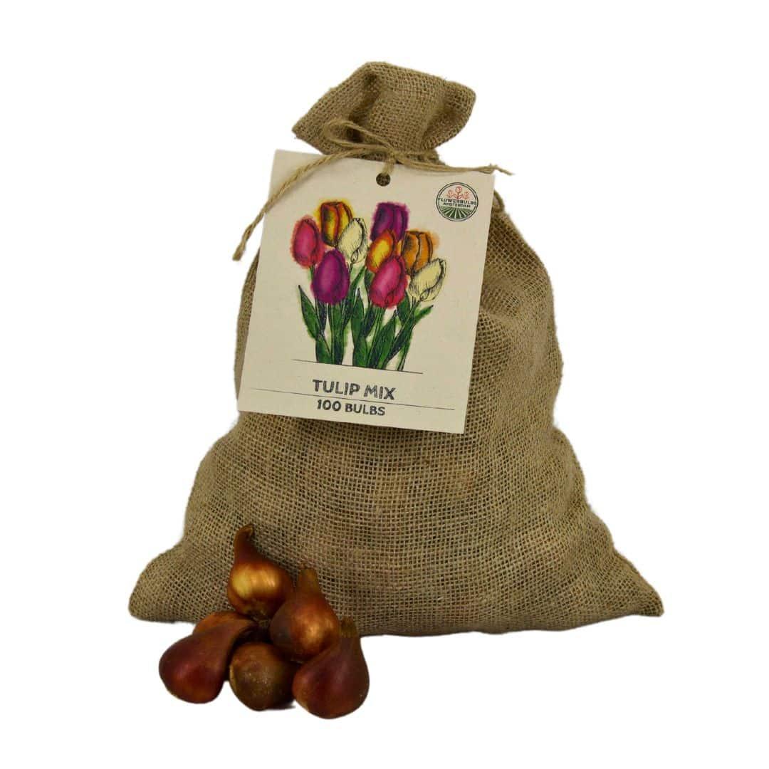 Flowerbulbs Amsterdam - Super Tulip Mix - Sustainable value bag, 100 flower bulbs for 2.5 m² of floral splendor - Size 12+