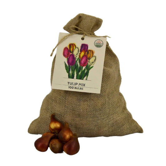 Flowerbulbs Amsterdam - Super Tulip Mix - Sustainable value bag, 100 flower bulbs for 2.5 m² of floral splendor - Size 12+