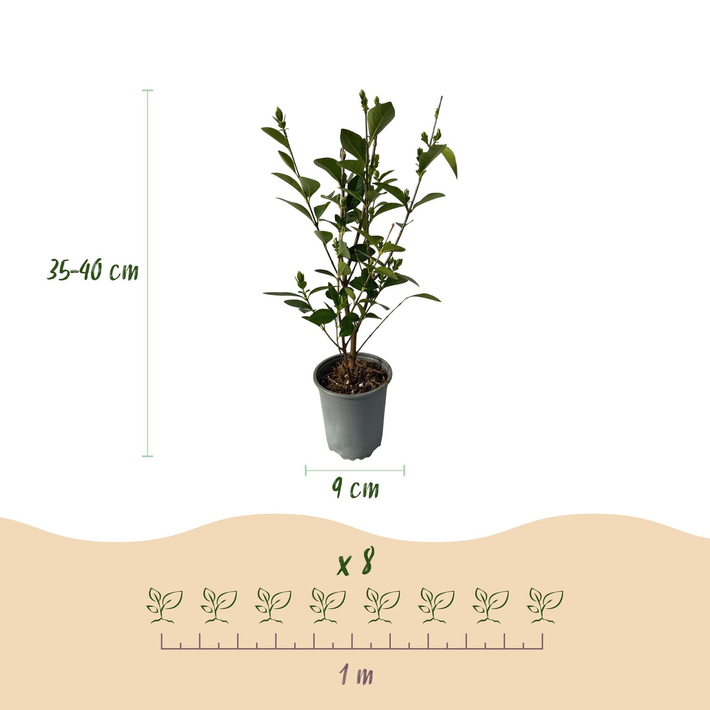 Green boutiQ - Hedge plants - Ligustrum ovalifolium - green leaf - 8 plants - 1 linear meter - evergreen - pot 9cm height 35-40cm