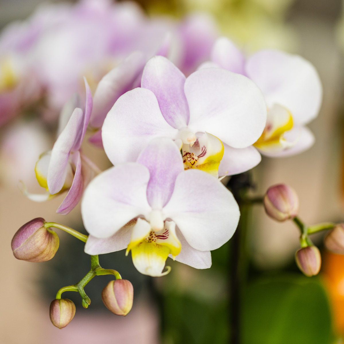Kolibri Orchids | Pink phalaenopsis orchid - Portugal - pot size Ø9cm | flowering houseplant - fresh from the grower