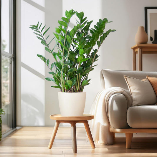 Zamioculcas Zamiifolia with Viber white - 80cm - Ø21