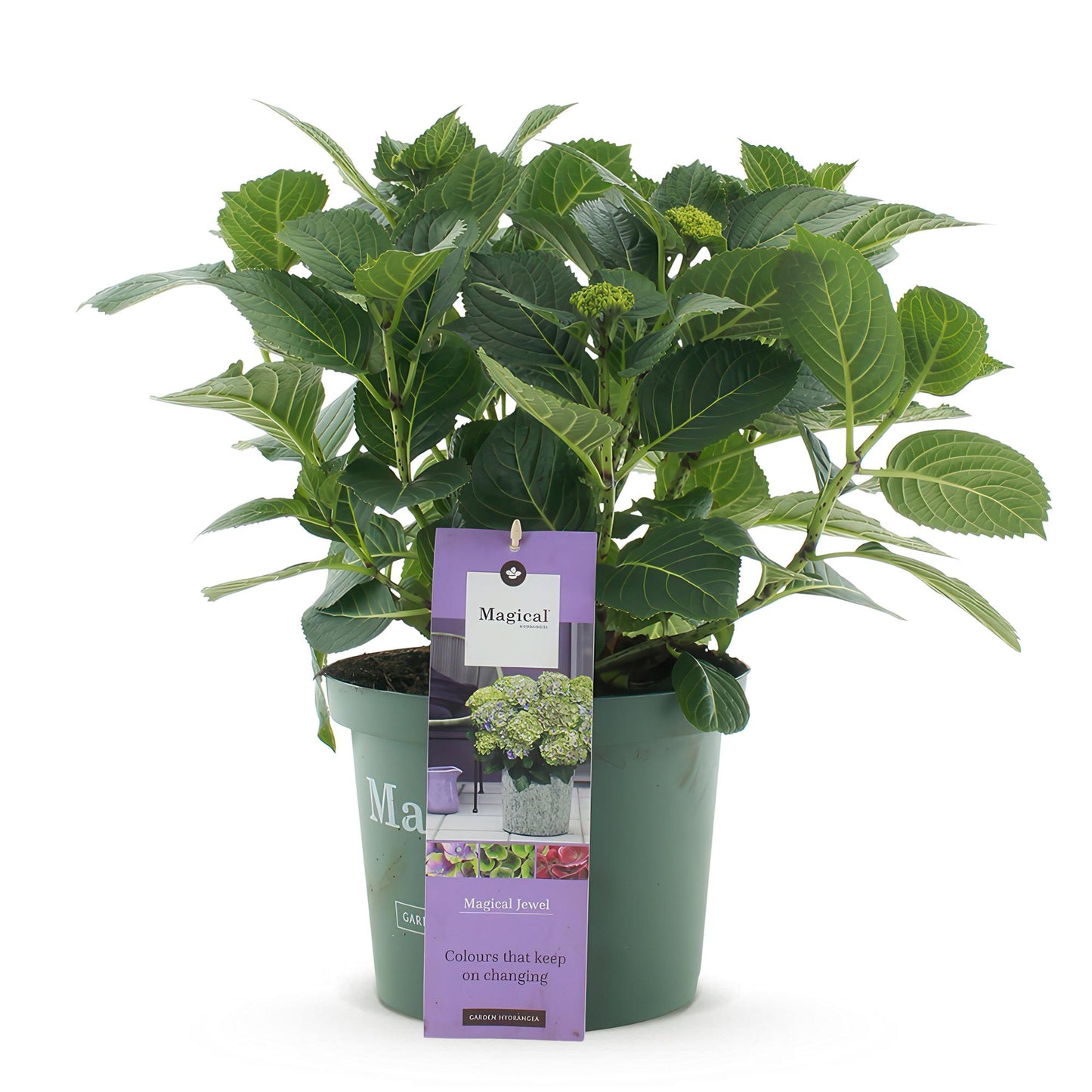 Green boutiQ - Terrace plant - Hydrangea - Hydrangea Magical Jewel Blue - Blue - 6-10 Flowers - Pot 23cm Height 55cm