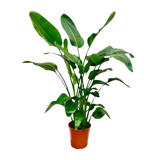 Strelitzia Nicolai - 140 - 150cm - Ø24