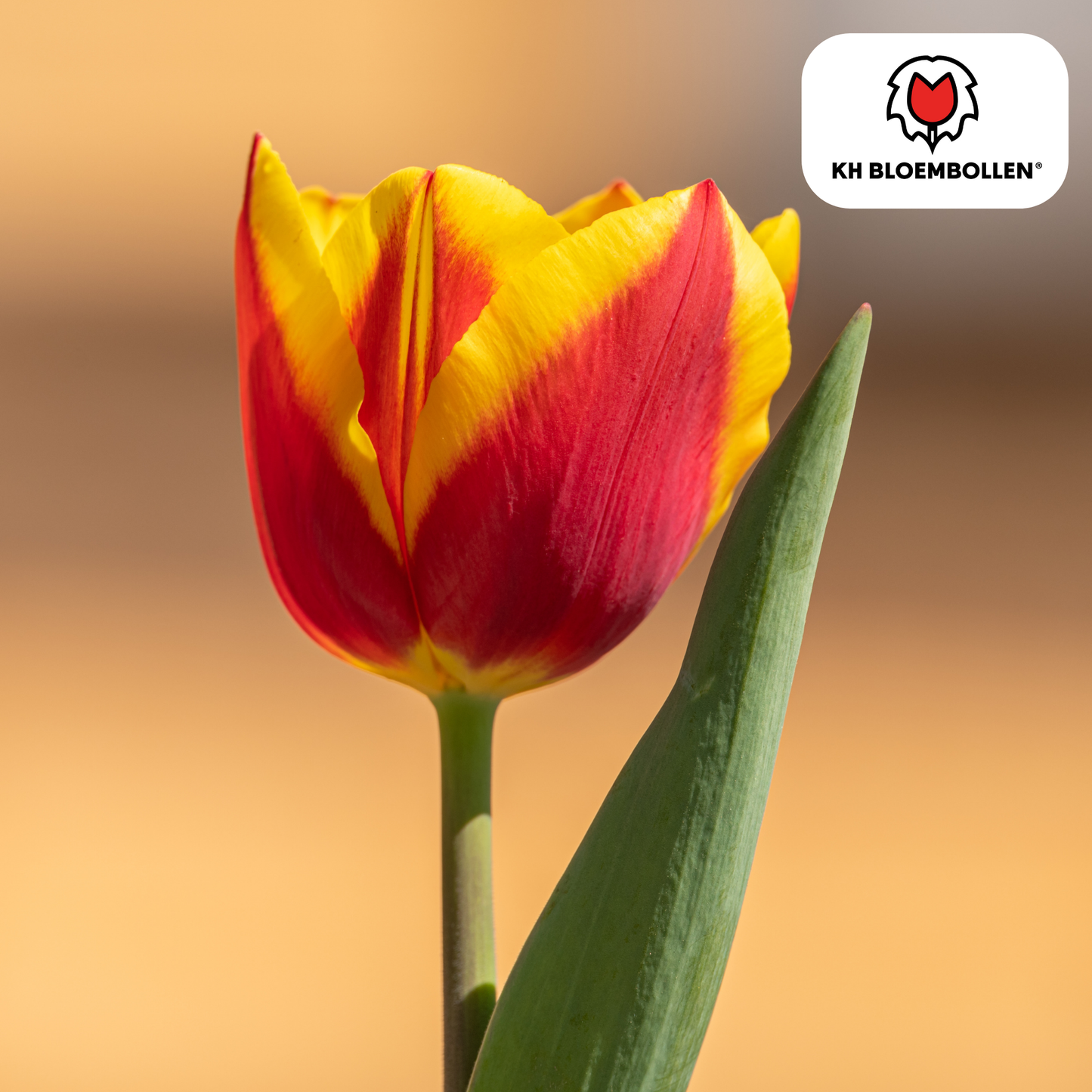 Tulpenzwiebeln Jan Seignette – 20er-Pack | KH Bloembollen® | Rot-gelb gestreifte Tulpe – Klassisch &amp; Auffällig – Für Garten oder Topf – Größe 11/12 – Frisch vom Züchter